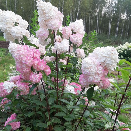 Гортензии на срез