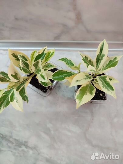 Фикусы сортовые