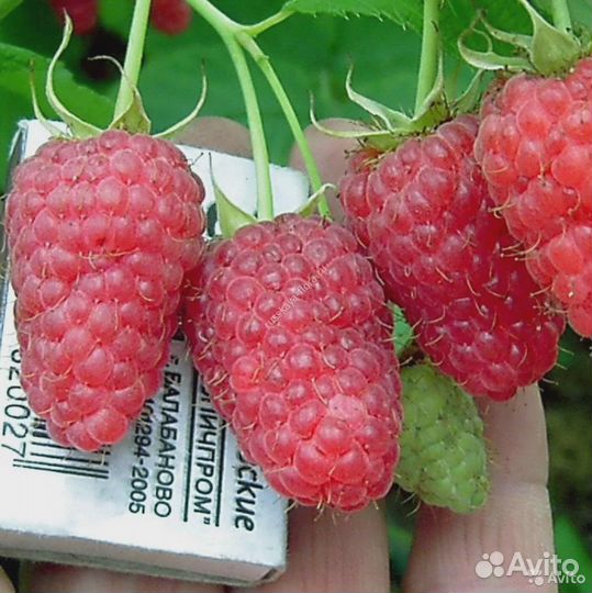 Малиновое дерево. Саженцы