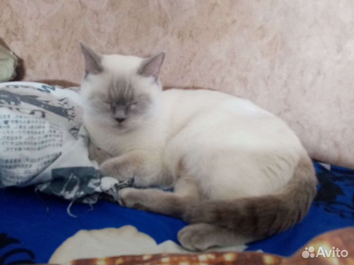 Британские котята