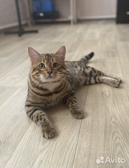 Бенгальский кот вязка