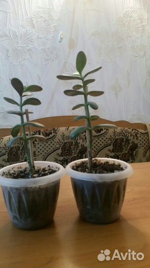 Комнатные растения.Денежное дерево