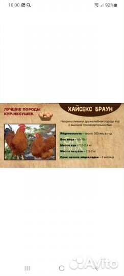 Инкубационное яйцо