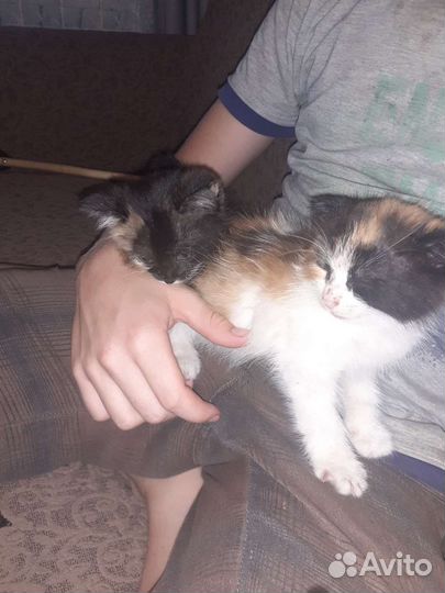 Кошка в дар бесплатно