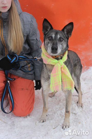 Небольшой пёсик ищет семью