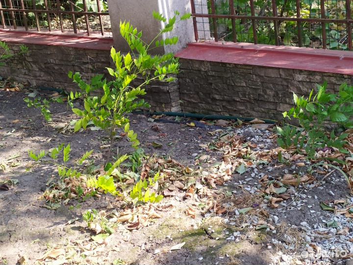 Глициния саженцы