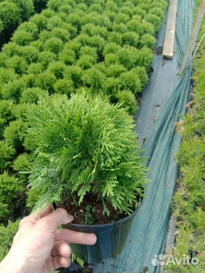 Туя западная Смарагд саженцы