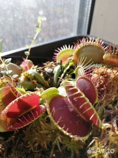 Мухоловки, непентосы, сарацении