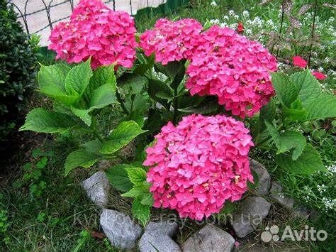 Гортензия саженцы Бесконечное лето Endless Summer