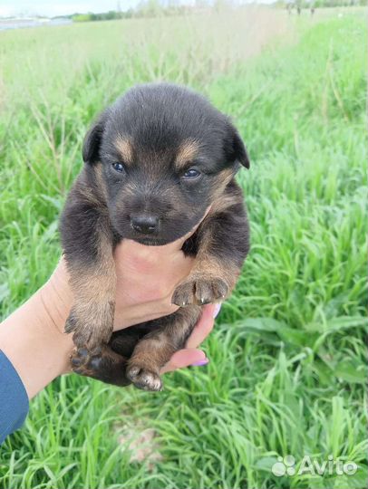 Щенки в добрые руки