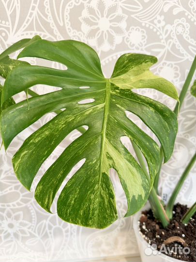 Монстера океан минт