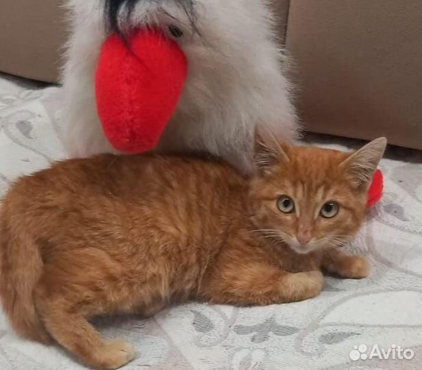 Котенок мальчик в добрые руки