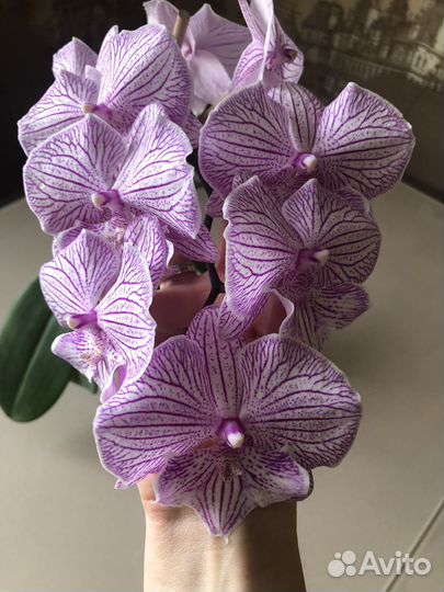 Орхидея биг лип