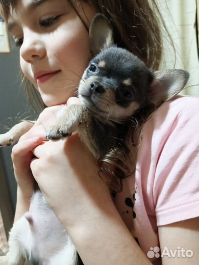 Щенок чихуахуа мини