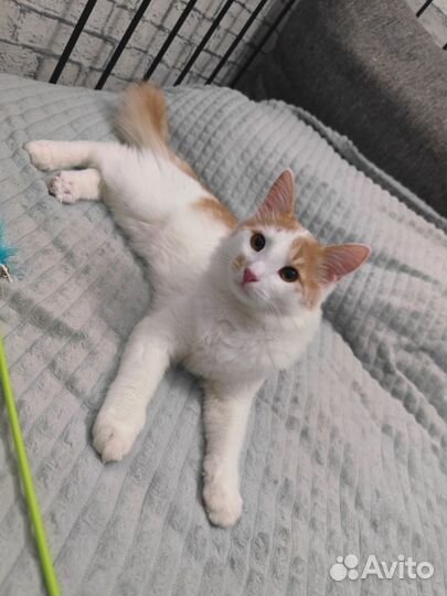 Котенок мальчик ищет дом