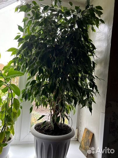 Фикус бенджамина большой