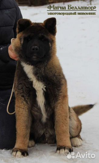 Акита