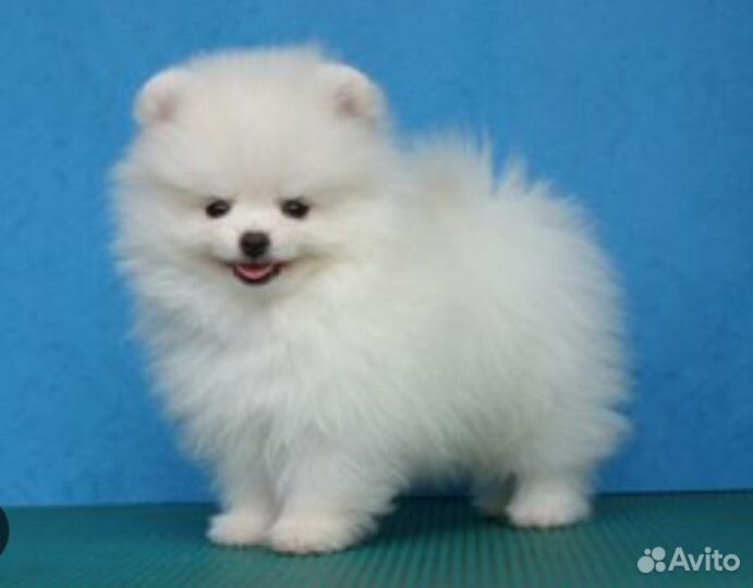 Щенок для любимой