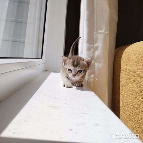 Сингапурский котенок объявление продам