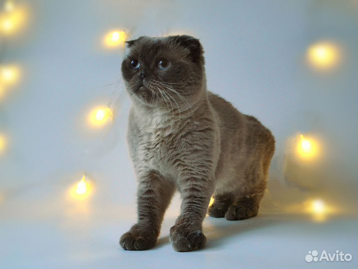 Кошка в добрые руки