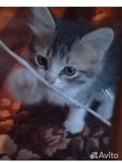 Котята в добрые руки бесплатно, мальчик и девочка