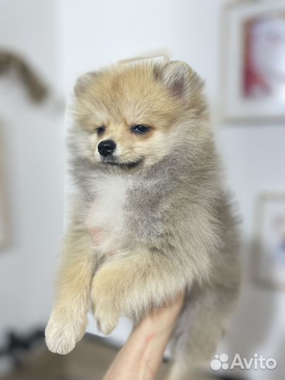 Щенки померанского шпица, куча маленьких щенков