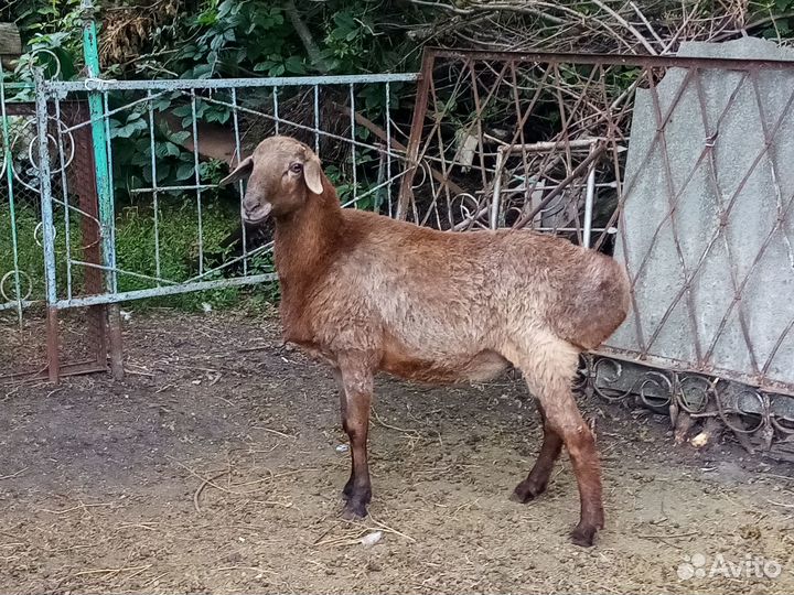 Баран, ярки курдючные