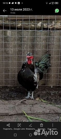 Петушок карликовый Бентамка