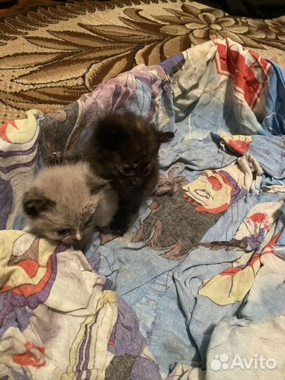 Отдам котят