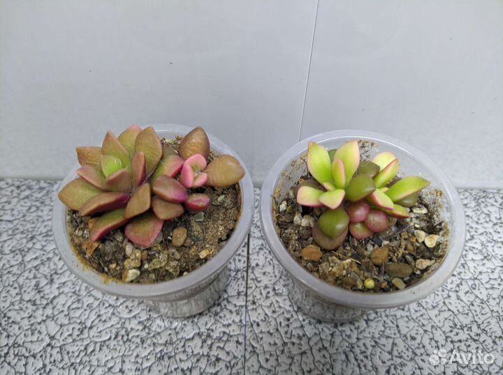 Суккуленты