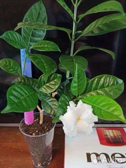 Табернемонтана растение комнатное