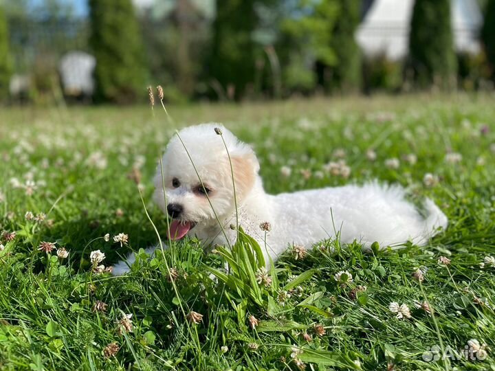 Бишон фризе щенки