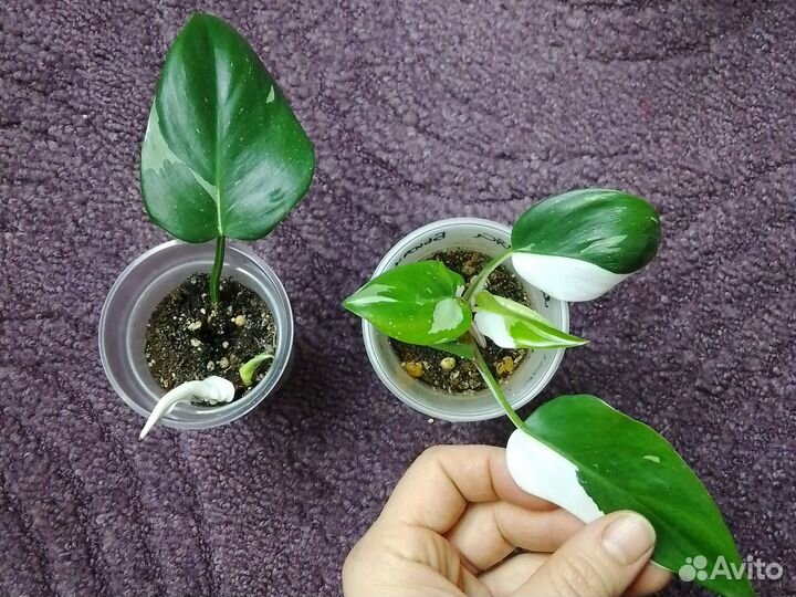 Филодендрон белая принцесса