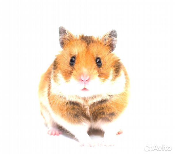 Хомяк Сирийский обычный