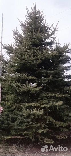 Крупномеры Ели, Сосны, Туи