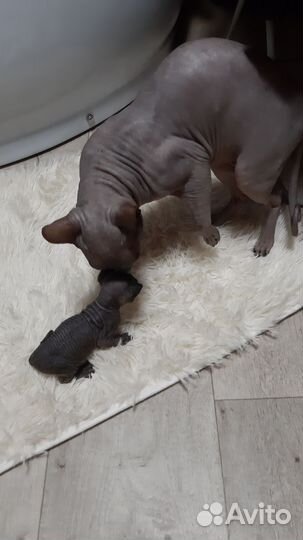 Котята сфинкс