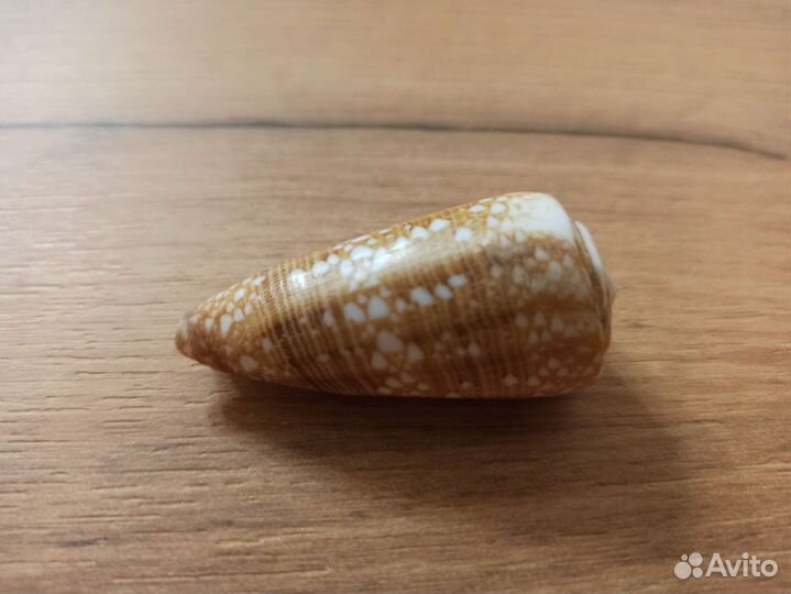 Морская раковина