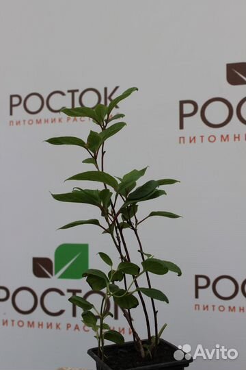 Саженцы лимонник китайский Горный