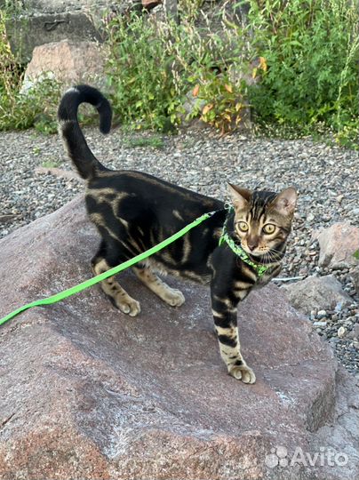 Бенгальская Кот Вязка