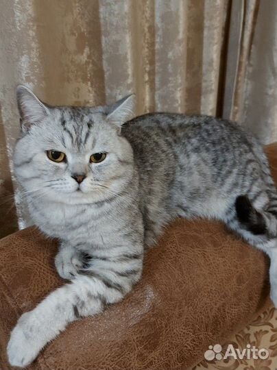 Котик шотландец для вязки