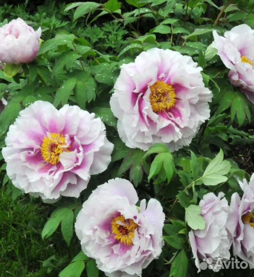 Пион Древовидный