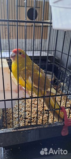 Какарик самка с клеткой