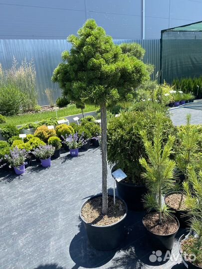 Сосна черная штамб