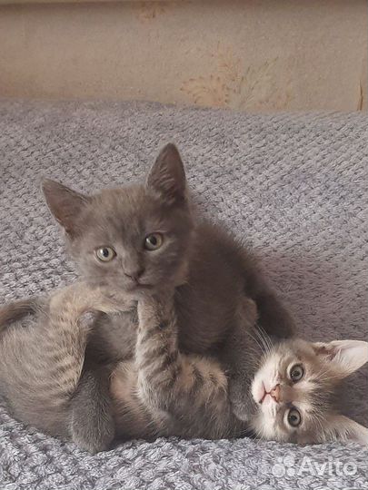 Котенок голубого окраса
