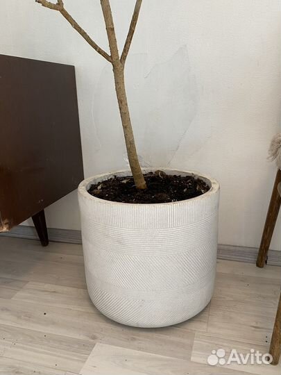 Шефлера маленькая