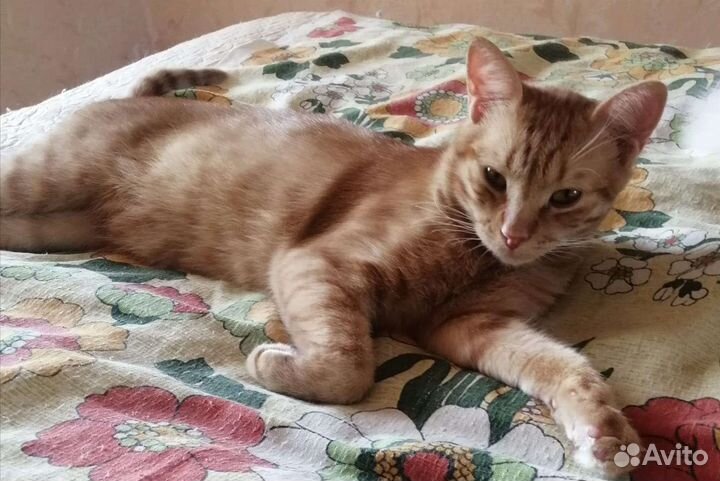 Рыжий красавец