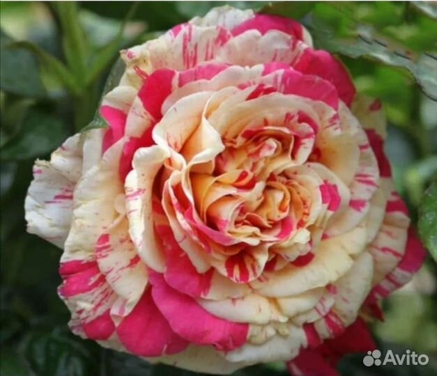 Роза плетистая Ванилла фрейз ароматная крупная