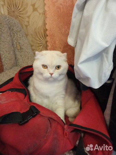 Отдам кота в добрые руки