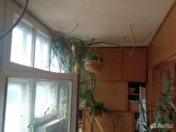Кенара и канарейки