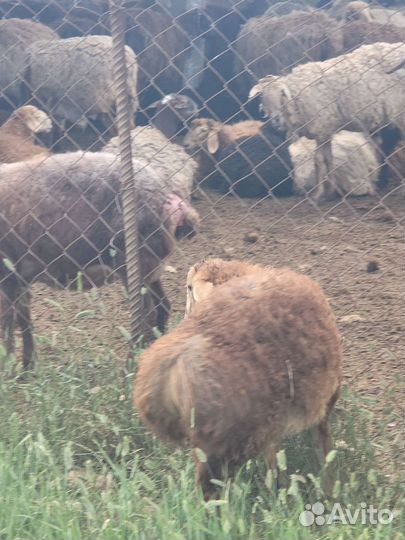 Курдючные бараны овцы